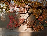 Rijstenborgherpark, Deventer  (c) Henk Melenhorst : Herfst